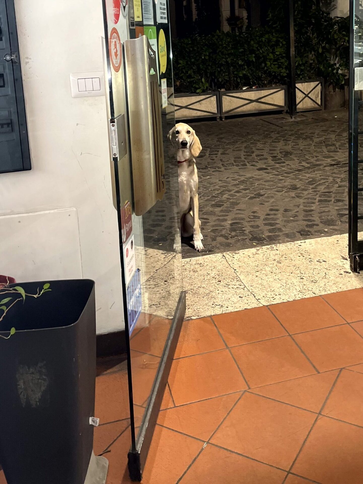 ローマのかわいい犬