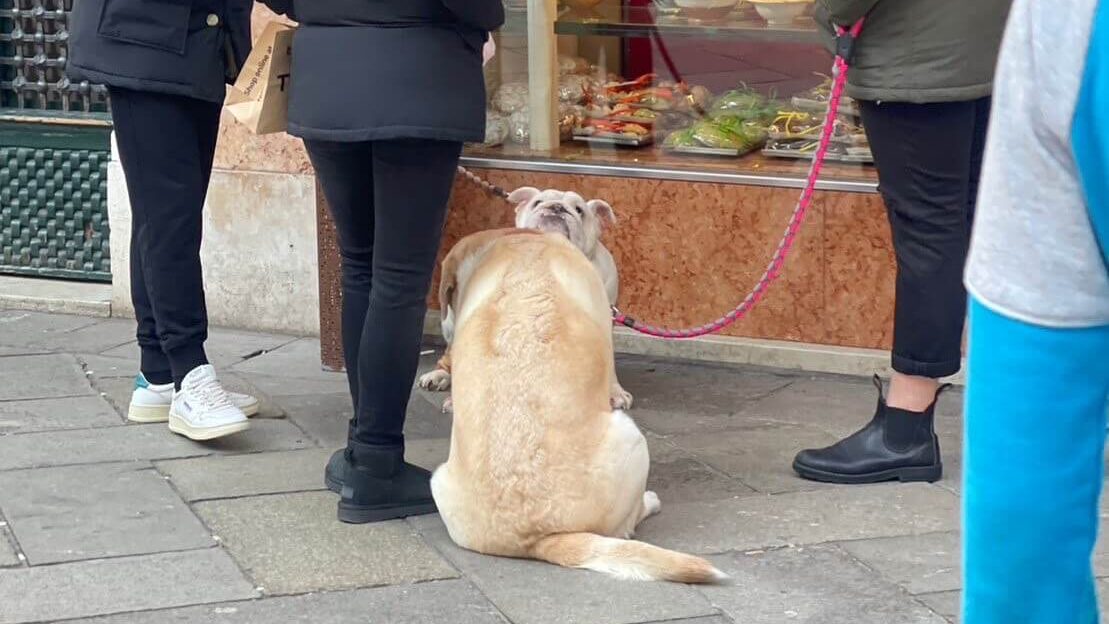 太ったかわいい犬